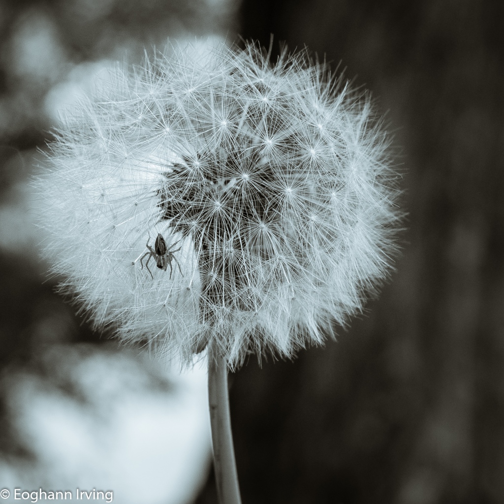 The Spider in the Dandelion